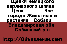 Щенки немецкого карликового шпица › Цена ­ 20 000 - Все города Животные и растения » Собаки   . Владимирская обл.,Собинский р-н